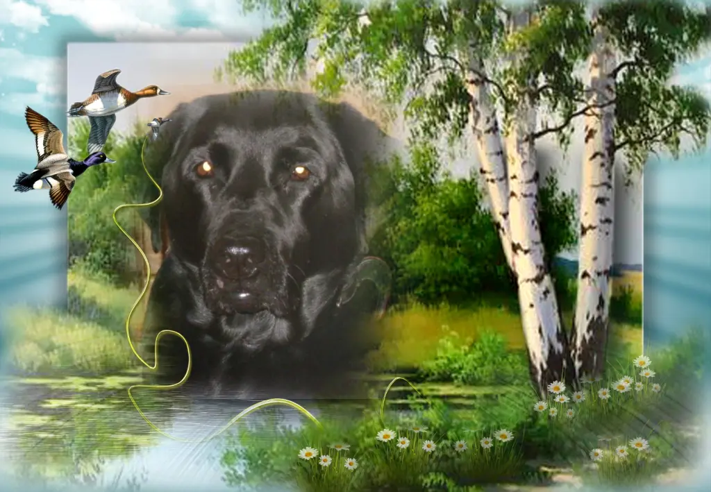 Condolence image of Lara❤️