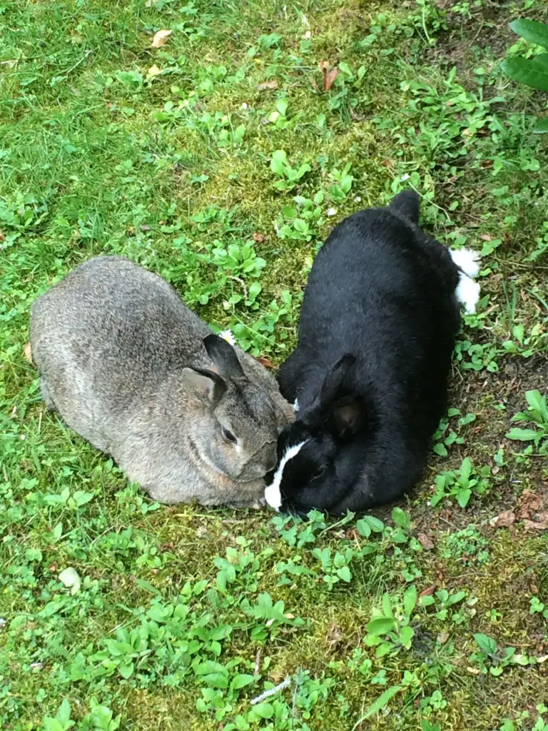 Condolence image of Rosen für Nele und Lara 