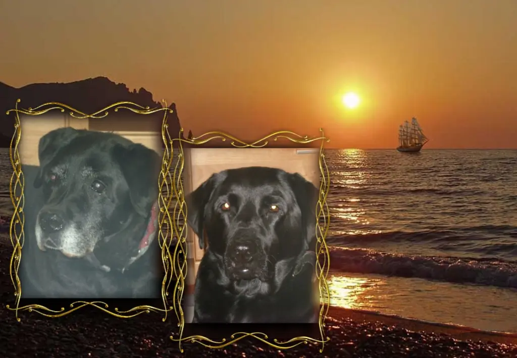 Condolence image of Gute Nacht❤️❤️