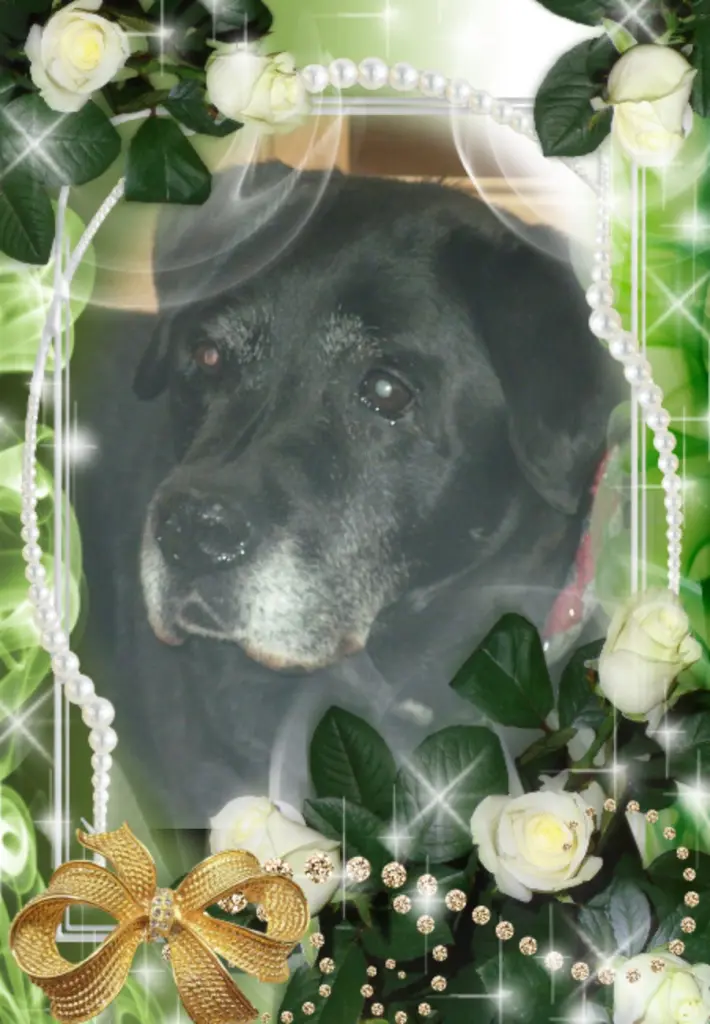 Condolence image of Liebe Nelchen❤️