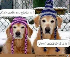 Condolence image of Brigitte mit Nelly, Benny und Axel im Herzen