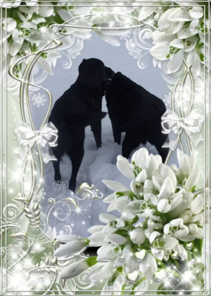 Condolence image of Gute Nacht Beide❤️❤️SternPfotchen❤️❤️