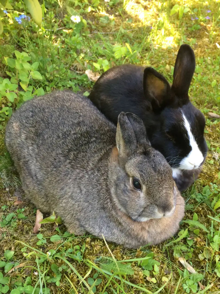 Condolence image of Sonntagsrosen für Nele und Lara