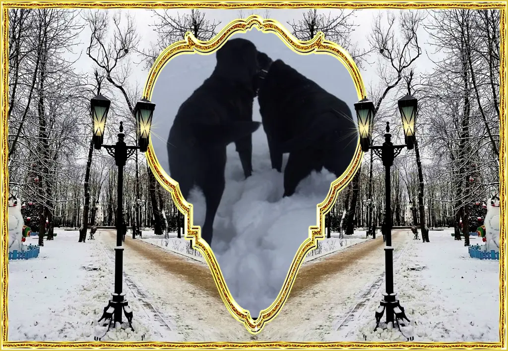 Condolence image of Fur Nele❤️und Lara❤️