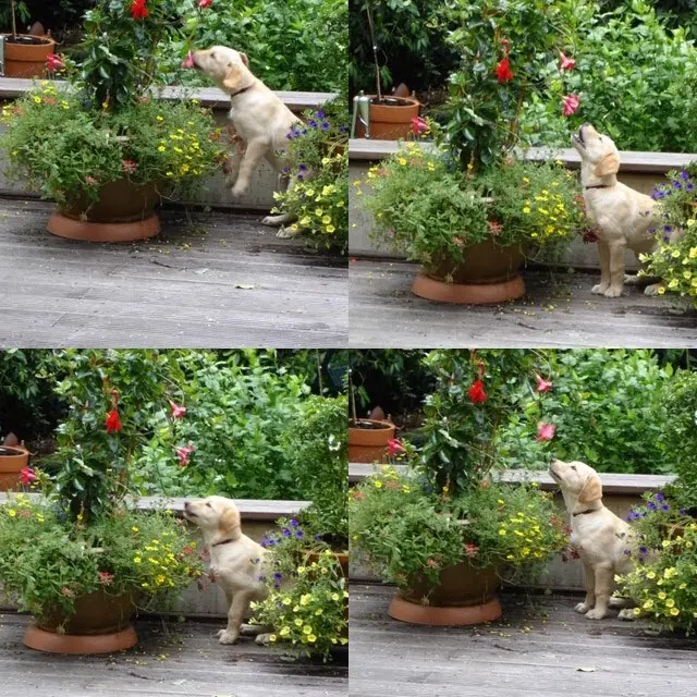 Condolence image of Brigitta