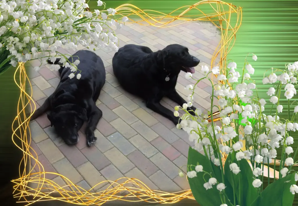 Condolence image of Guten Morgen❤️❤️