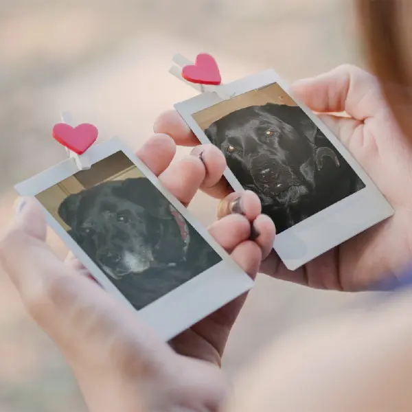 Condolence image of Guten Morgen Beide Mauschen❤️❤️