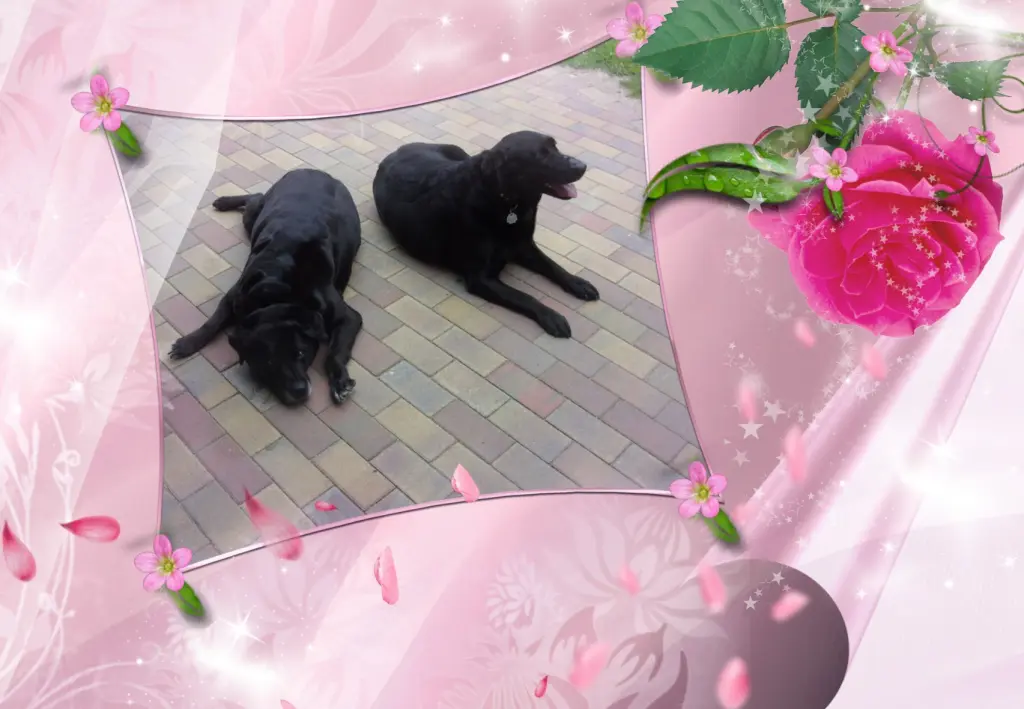 Condolence image of Guten Abend Liebe Nele❤️und Lara❤️