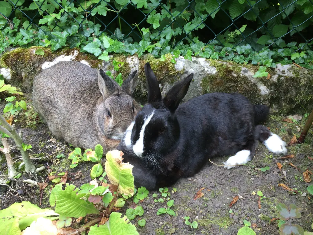 Condolence image of Sonntagsrosen für Nele und Lara