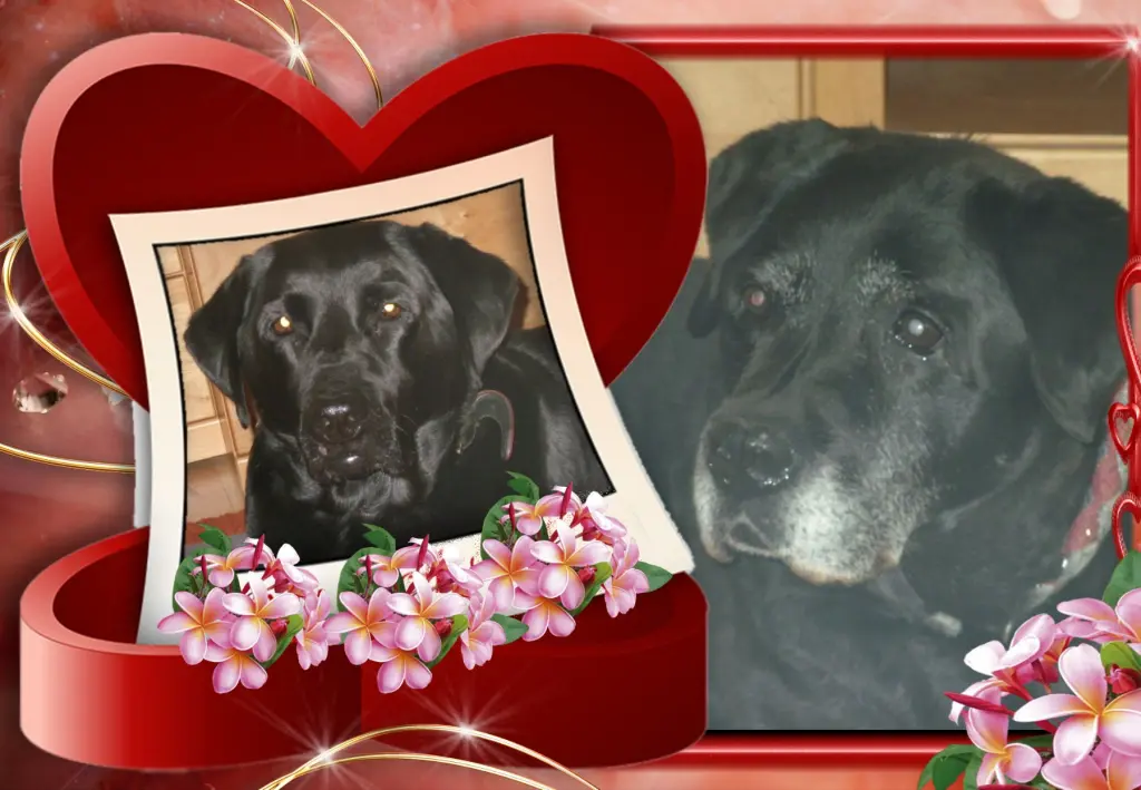 Condolence image of Liebe Nele❤️und Lara❤️