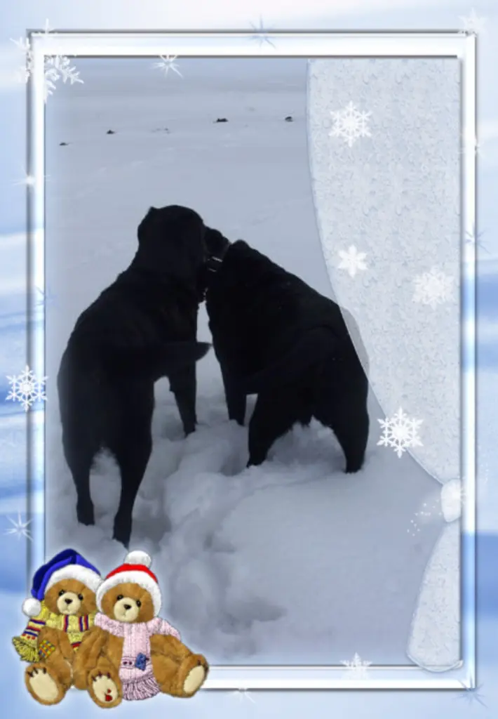 Condolence image of Gute Nacht❤️❤️