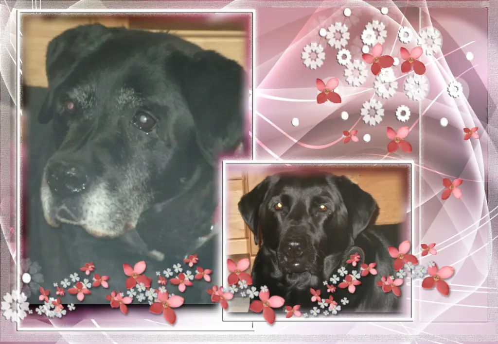 Condolence image of Liebe Nele❤️und Lara❤️