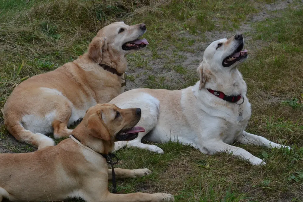 Condolence image of Brigitta