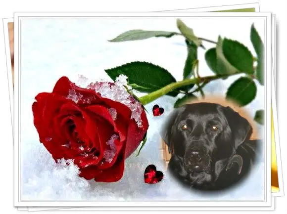 Condolence image of Liebe Larchen❤️