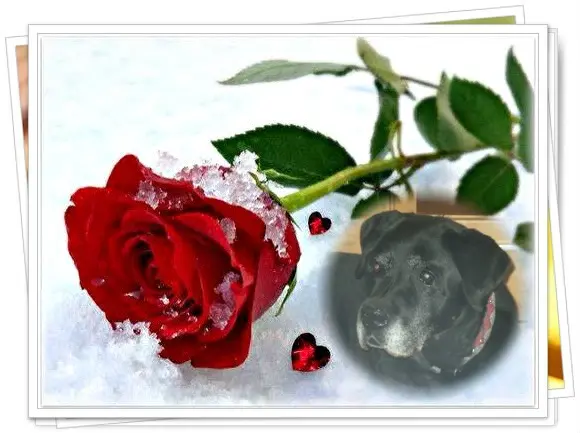 Condolence image of Liebe Nelchen❤️