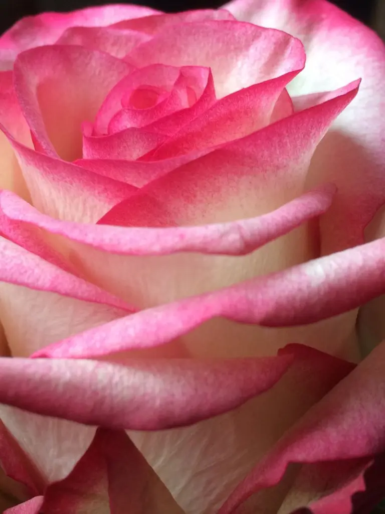 Condolence image of Geburtstagsrosen