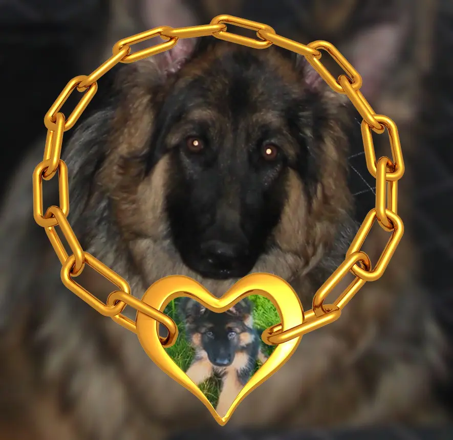 Condolence image of Misiu❤️❤️❤️fur Evelyn❤️