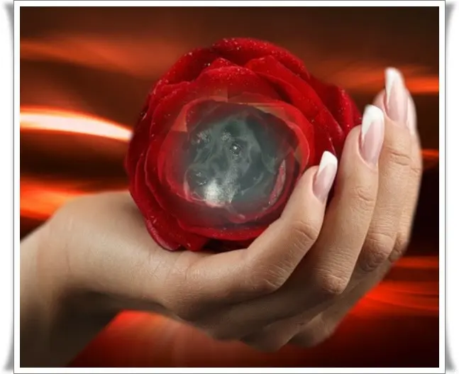 Condolence image of Nelchen❤️und Larchen❤️