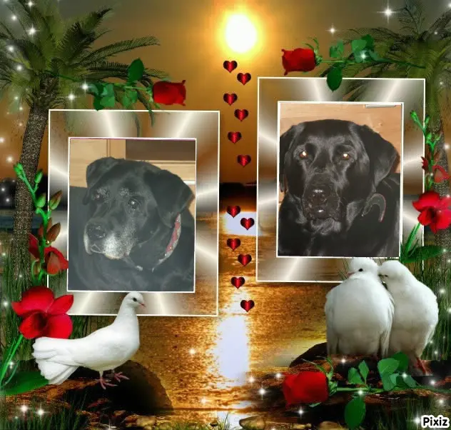 Condolence image of Liebe Nele❤️und Lara❤️