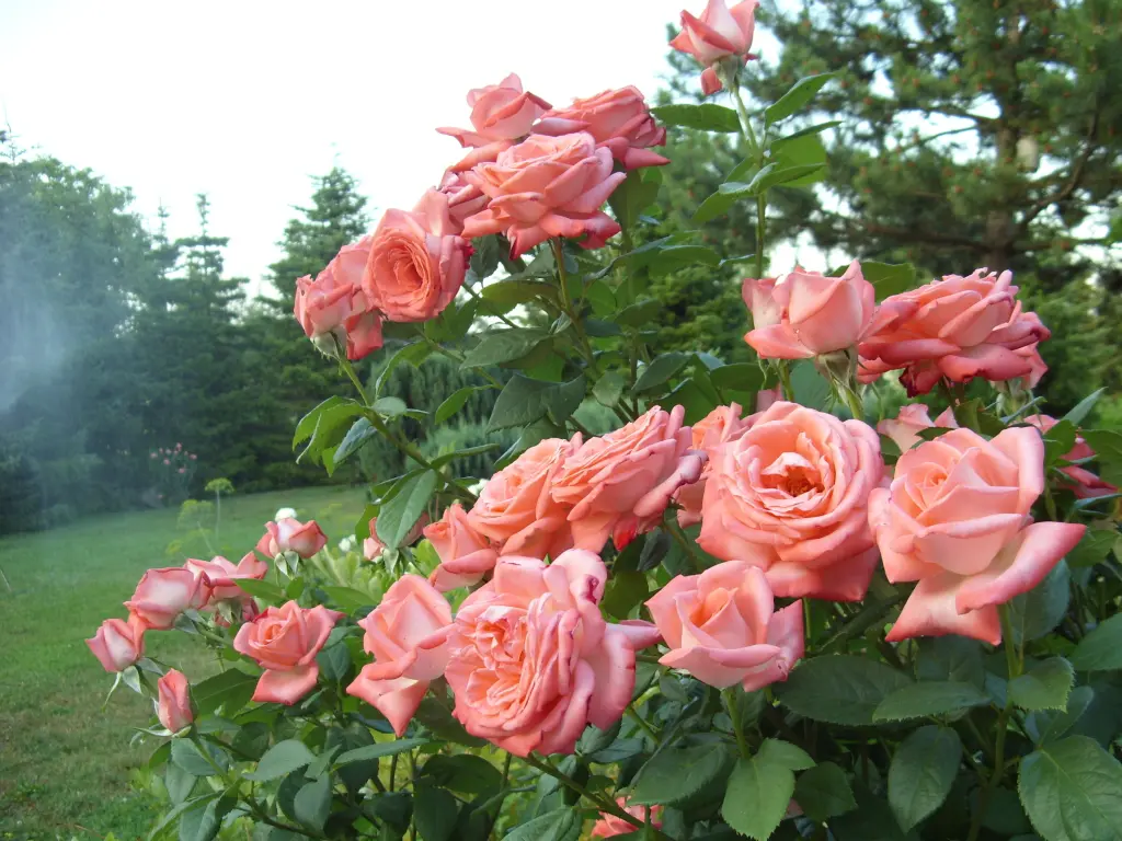 Condolence image of Kathrin mit Susi im Herzen