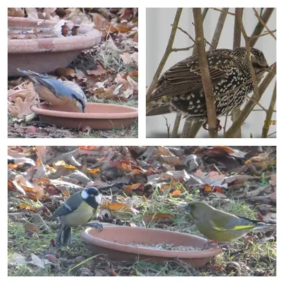 Condolence image of Ilse mit Gismo, Fee und Minna tief im Herzen