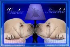 Condolence image of Brigitte mit Nelly, Benny und Axel im Herzen