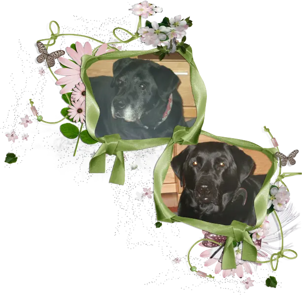 Condolence image of Guten Morgen❤️❤️