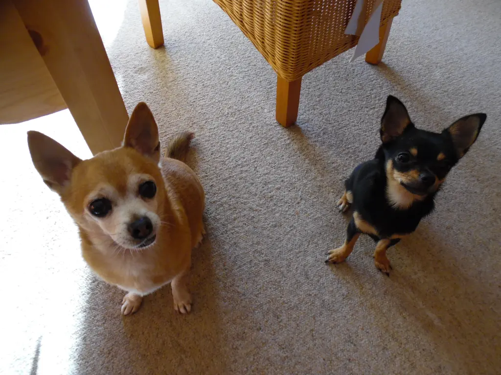 Condolence image of Irene mit Jimmy tief im Herzen