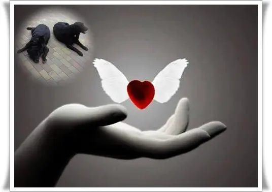 Condolence image of Liebe Nele❤️und Liebe Lara❤️