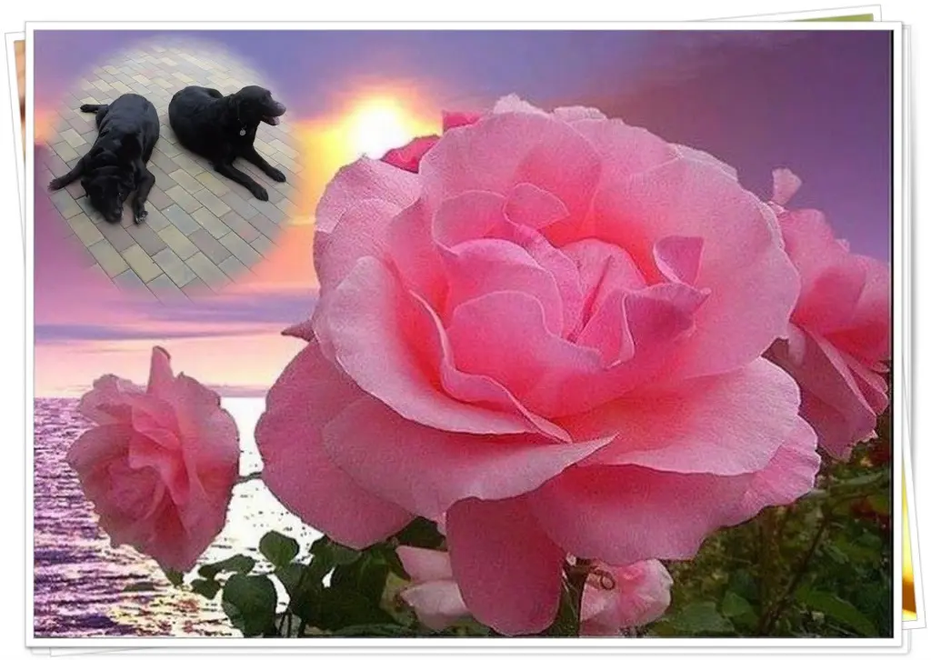 Condolence image of Guten Morgen❤️❤️