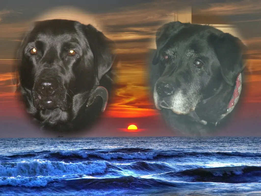 Condolence image of Nele❤️und Lara❤️