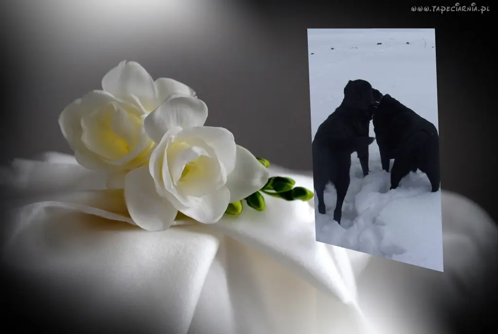 Condolence image of Liebe Nelchen❤️und Larchen❤️