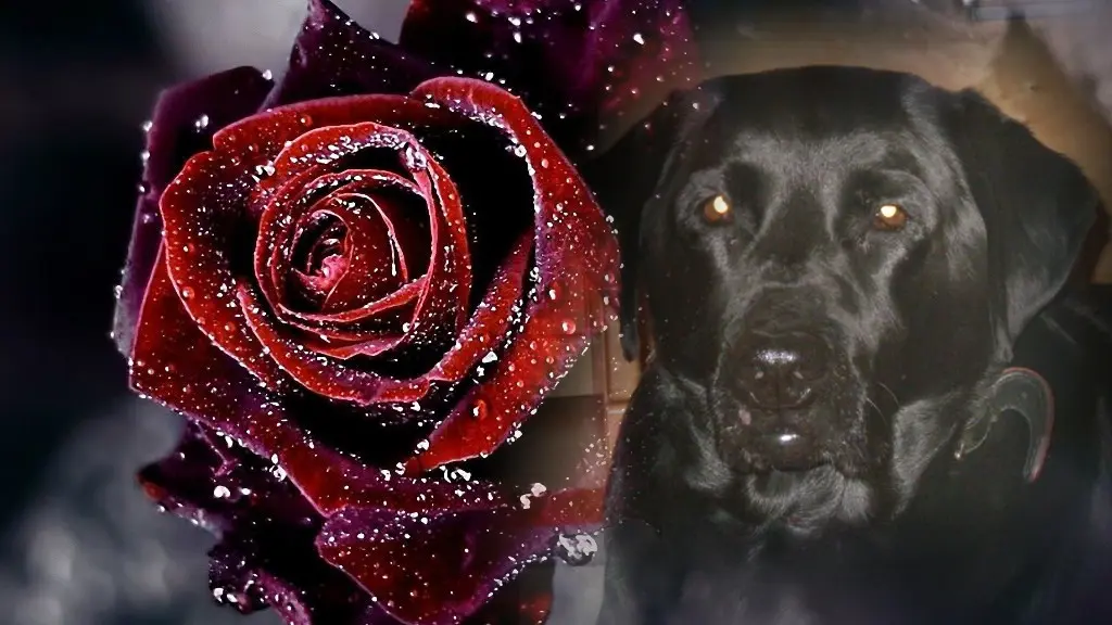 Condolence image of ❤️❤️❤️