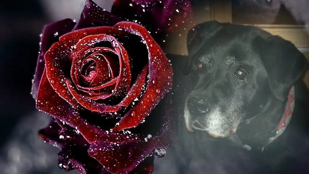 Condolence image of ❤️❤️❤️