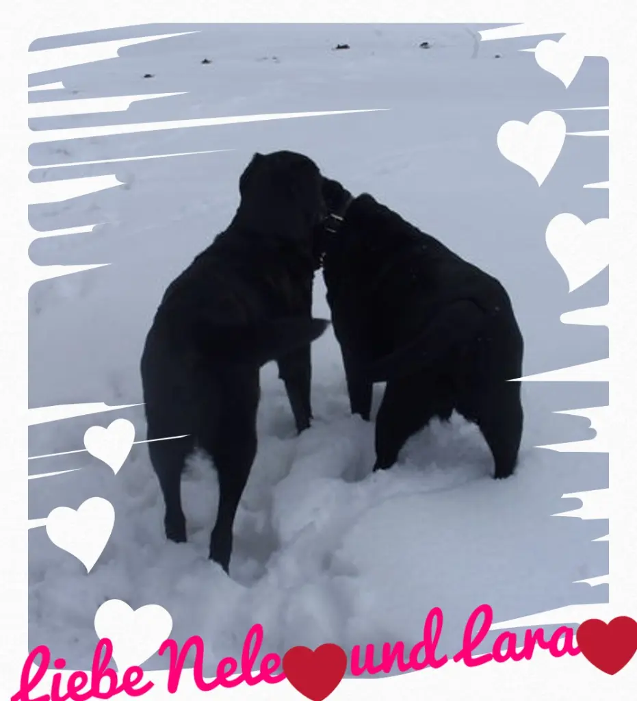 Condolence image of Gute Nacht❤️