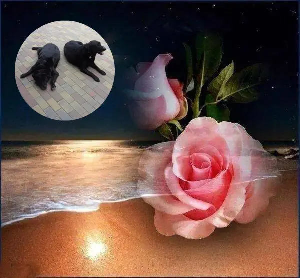 Condolence image of ❤️❤️❤️