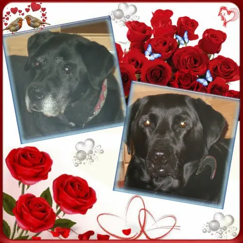 Condolence image of Klaudia mit Misiu❤❤❤Ganz Tief im Herzen❤