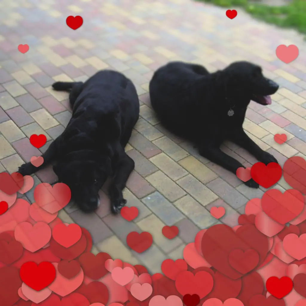 Condolence image of ❤️❤️❤️