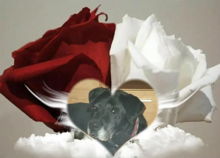 Condolence image of ❤️❤️❤️