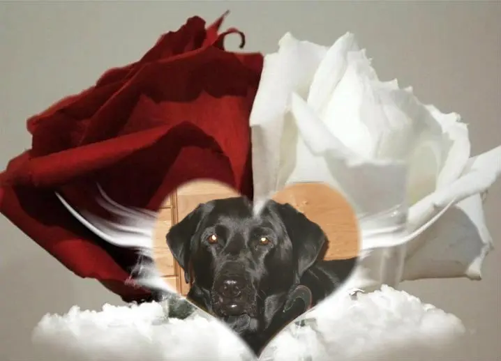 Condolence image of ❤️❤️❤️