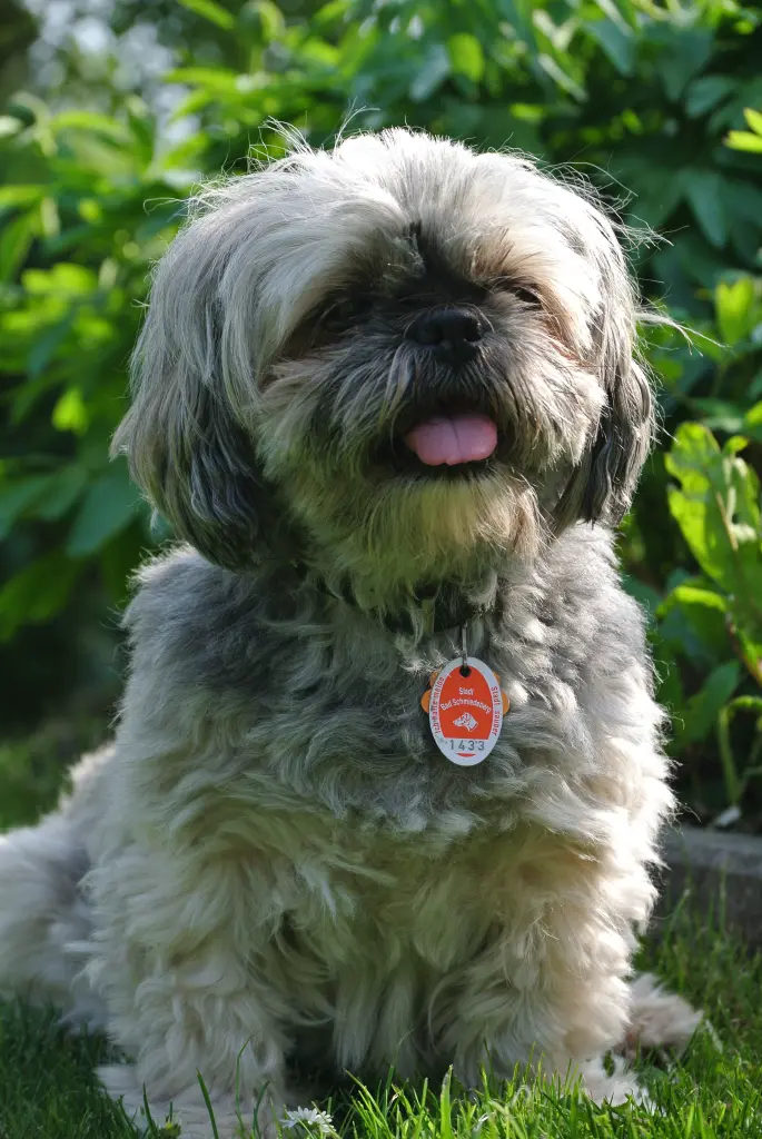 Condolence image of Kathrin mit Susi im Herzen