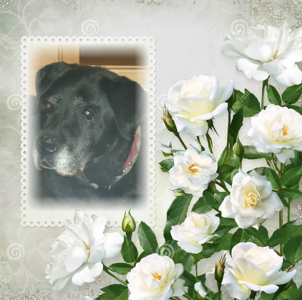 Condolence image of ❤️❤️❤️