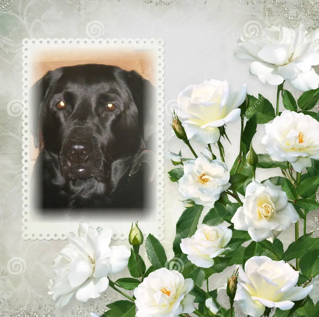 Condolence image of ❤️❤️❤️