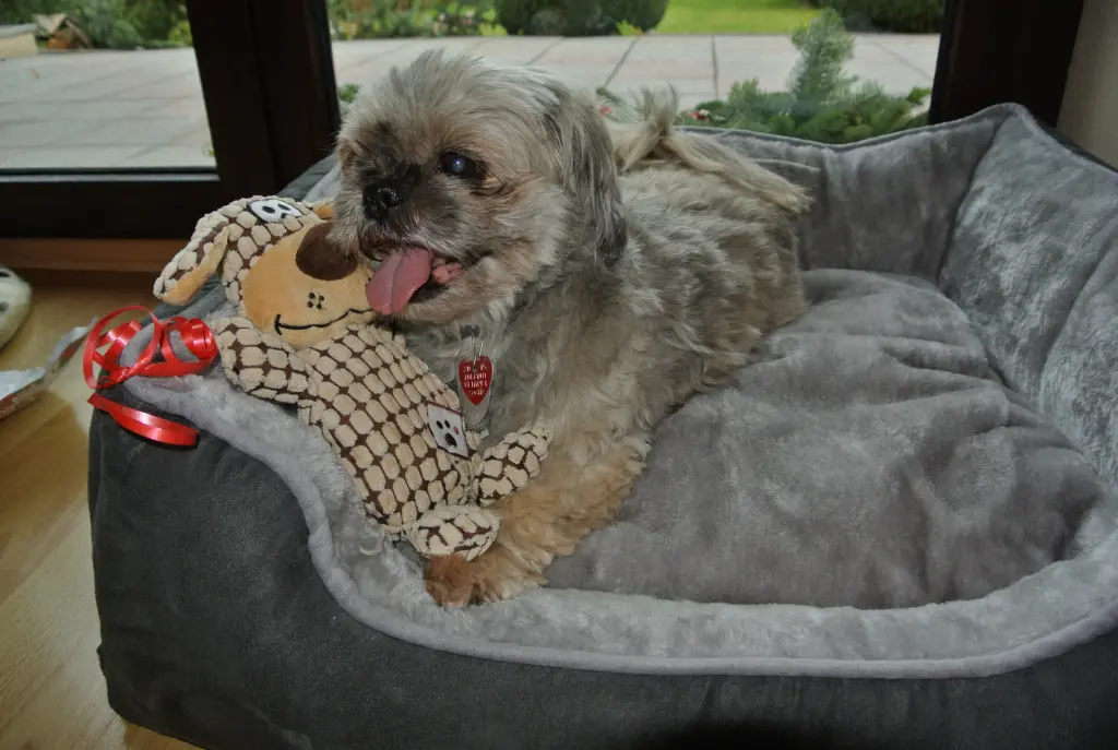 Condolence image of Kathrin mit Susi im Herzen