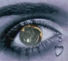 Condolence image of Liebe Nelchen❤️