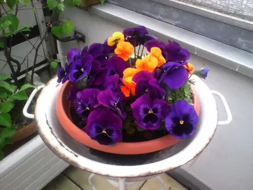 Condolence image of Ilse mit Gismo, Fee und Minna tief im Herzen