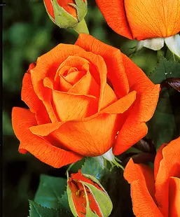 Condolence image of Brigitta