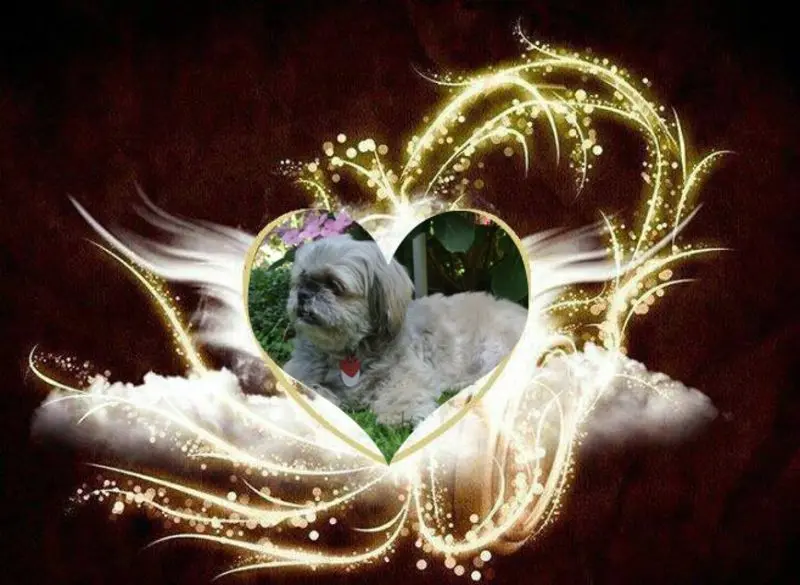 Condolence image of Kathrin mit Susi im Herzen