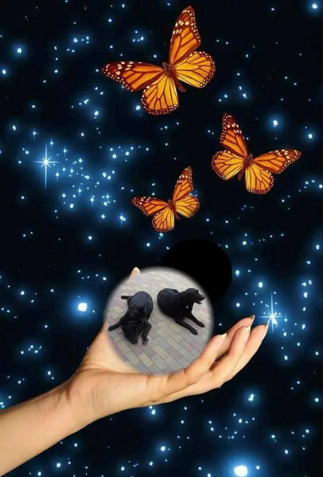 Condolence image of ❤️❤️❤️