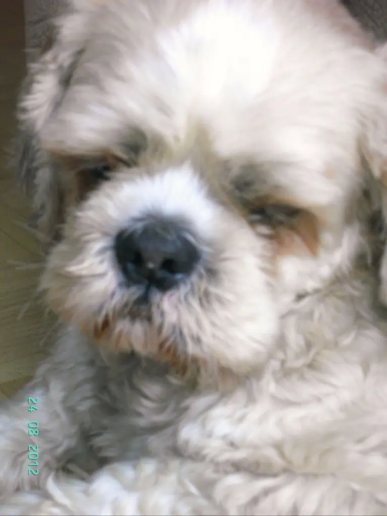 Condolence image of Marika mit Balou und Hippo im Herzen